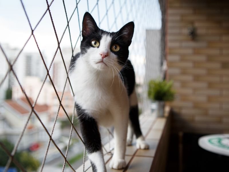 Telas de segurança para Sacadas em Ribeirão Preto