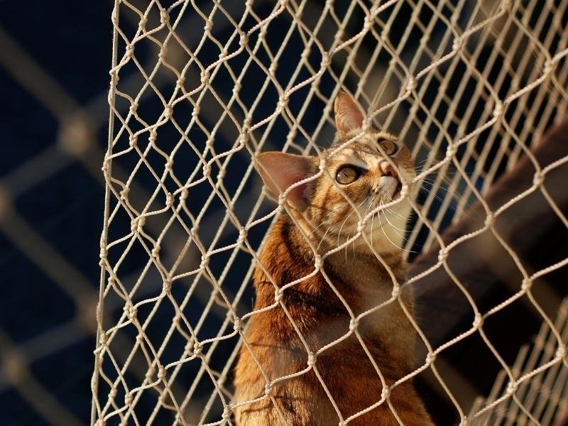 Garanta a segurança de animais com rede residencial em Pitangueiras SP