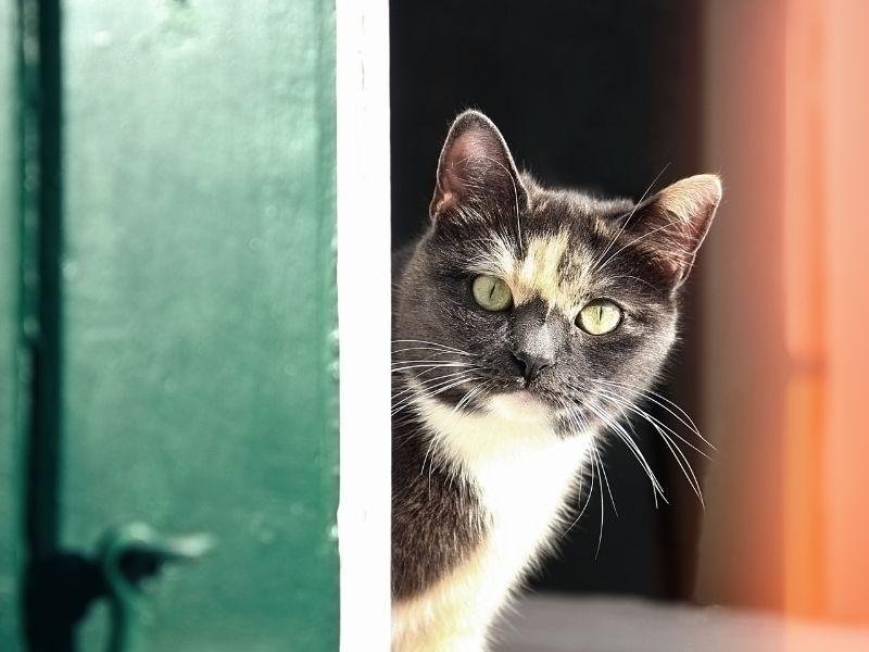 Garanta a segurança de animais com tela de proteção em Ribeirão Preto