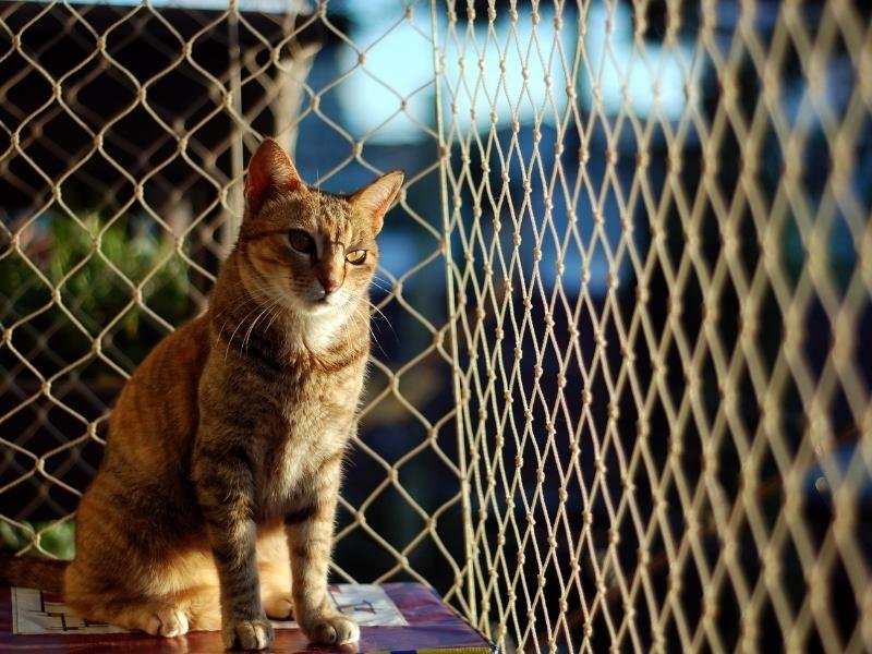 Redes de proteção em prédios em Ribeirão Preto