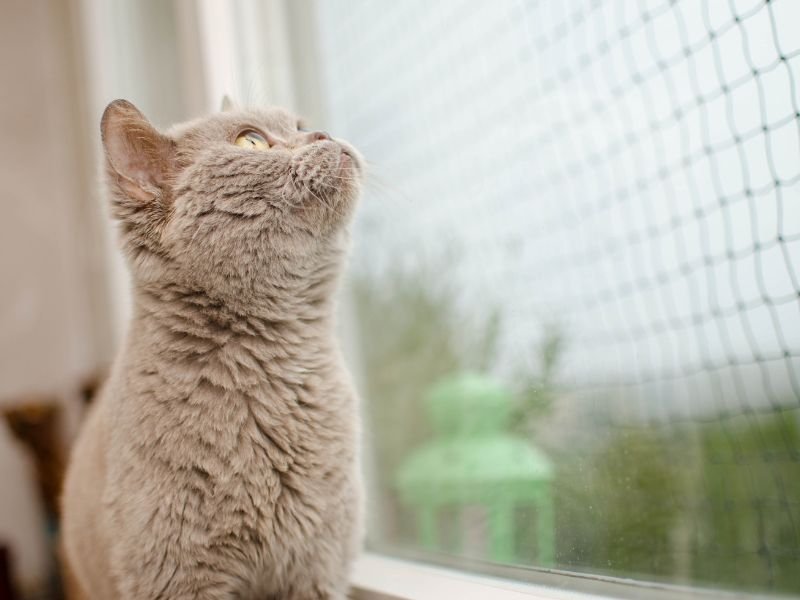 Tela de Proteção para Gatos em Ribeirão Preto Tela de Proteção para Gatos em Ribeirão Preto